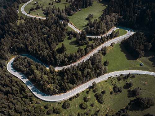 landscape aerial photo of pine trees nature